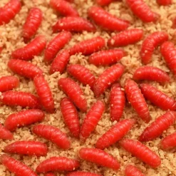 Pecheur.com Asticots Rouge