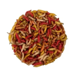 Pecheur.com Gozzers Multicolores