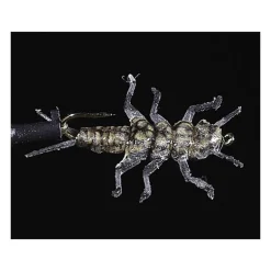 Mouche Jmc Nymphe Jig 100